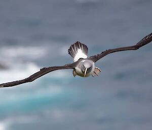 Bird in flight