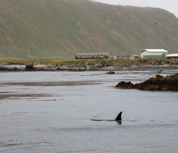 Orca in bay infront of station fuel tanks with station name