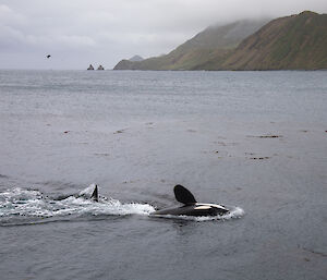 Orca in bay infront of east coast vista