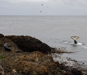 Fur seal watches orca from the safety of the rocks