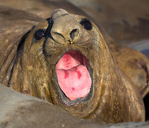 A seal yawning
