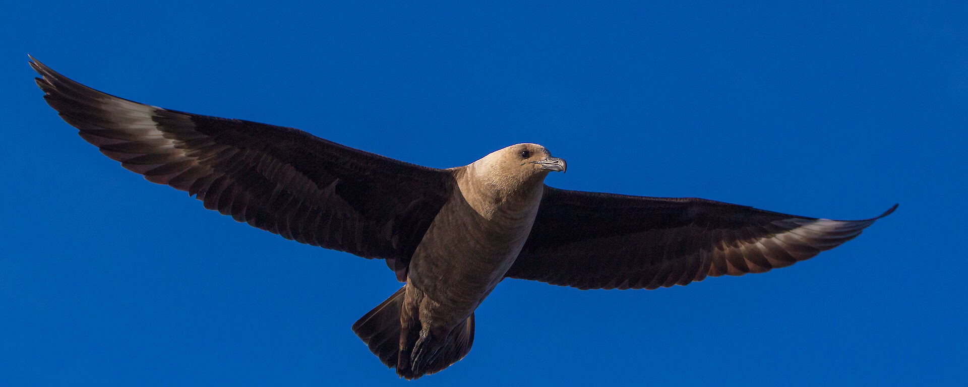 A skua in full flight