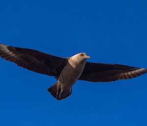 A skua in full flight