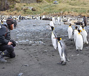 Expeditioner being approached by a group of penguins