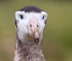 Close-up of a wandering albatross