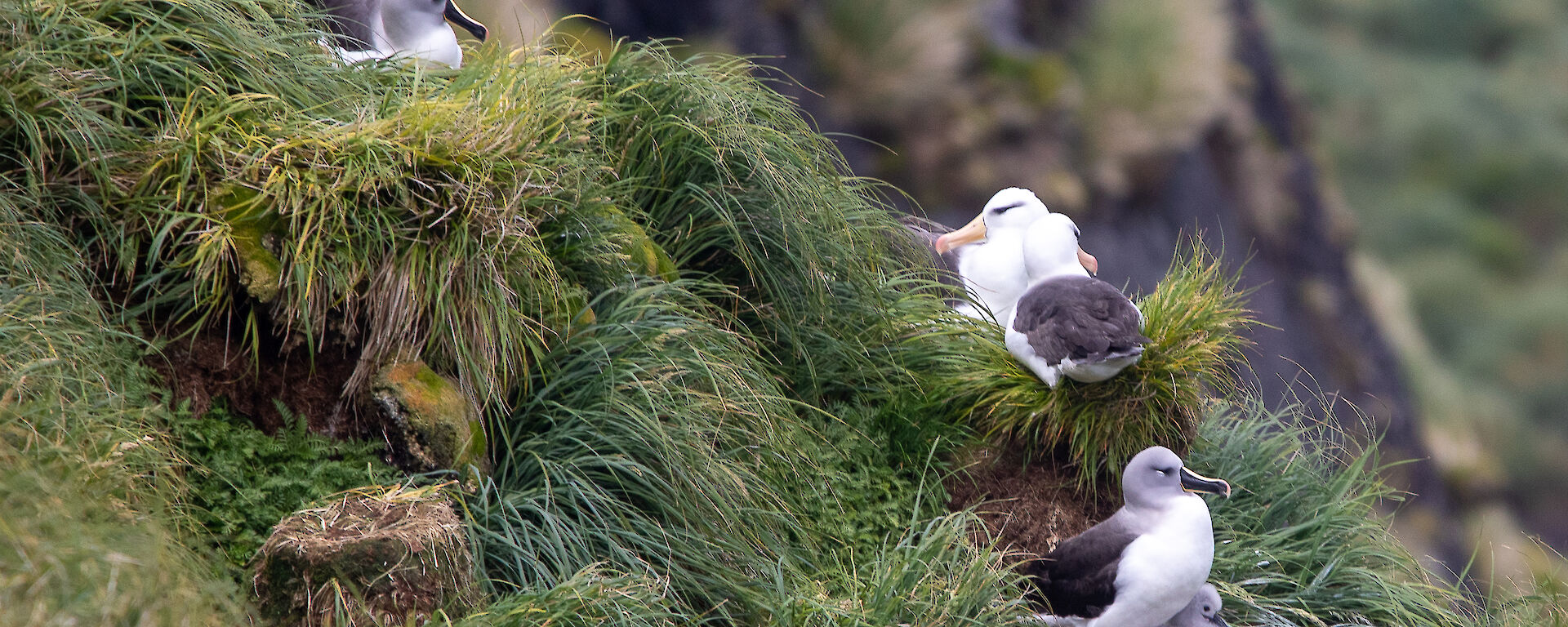 Albatrosses on their nests