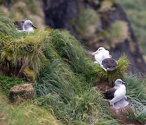 Albatrosses on their nests