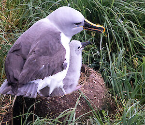 An albatross and chick on the nest