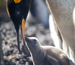 King penguin feeding its chick