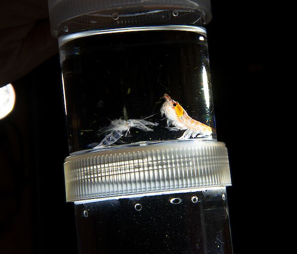 A krill with its moulted exoskeleton in a small jar.