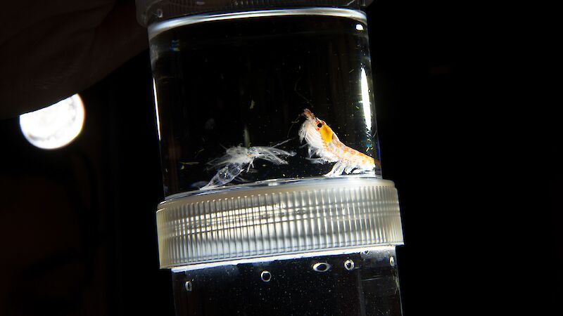 A krill with its moulted exoskeleton in a small jar.