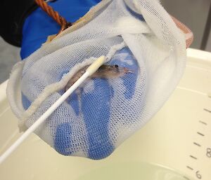 A krill in a hand-held net being swabbed with a cotton bud.
