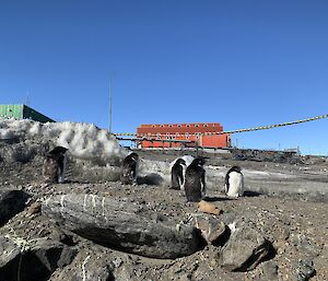 Five cold looking penguins stand in the gravel close to station.  A red and a green shed can be seen in the background.