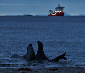 Two elephant seals silhouetted chest to chest at the edge of the water at twilight.  A ship is seen on the horizon with its lights on