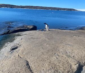 An Adelie penguin standing on a rock looking out across the bay