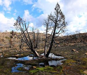 blackened pencil pine in burnt landscape