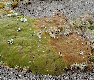 Yellow line on green cushion plants shows spread of pathogen, Macquarie Island tundra