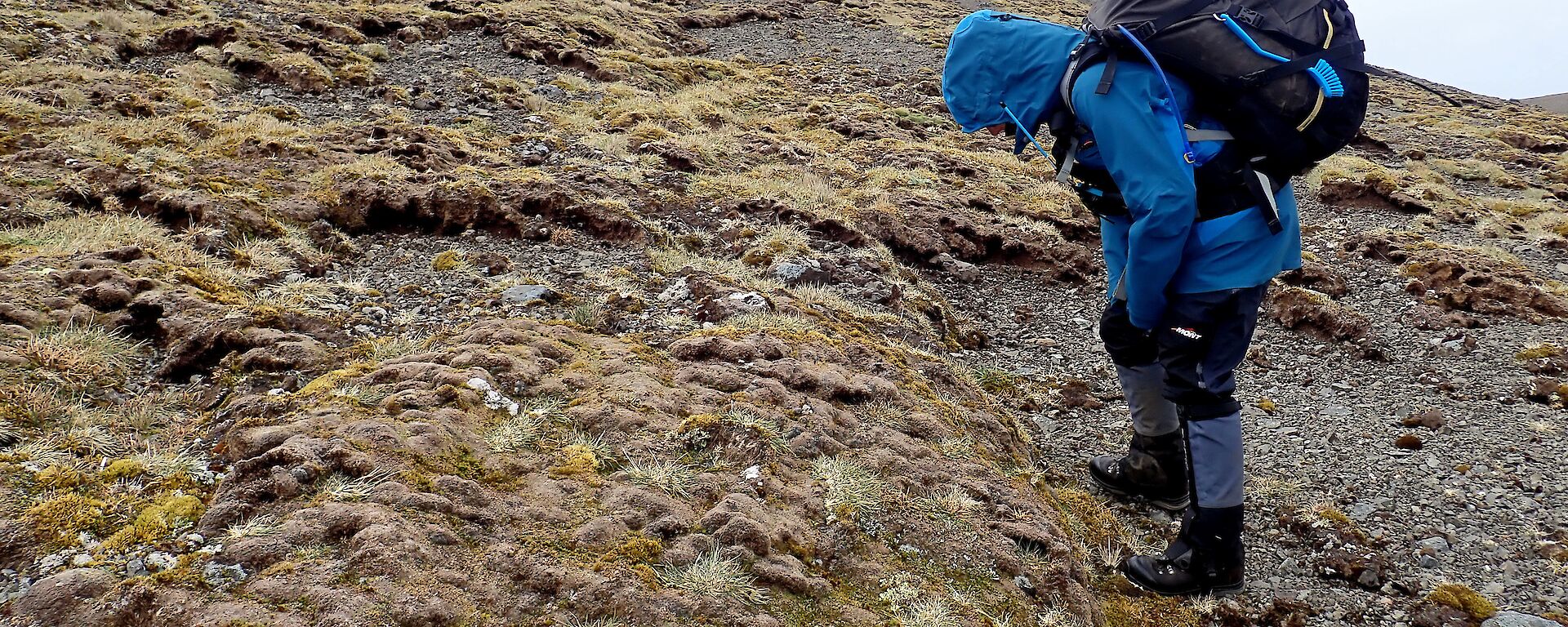 scientists looking at tundra on Macquarie Island