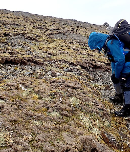 scientists looking at tundra on Macquarie Island
