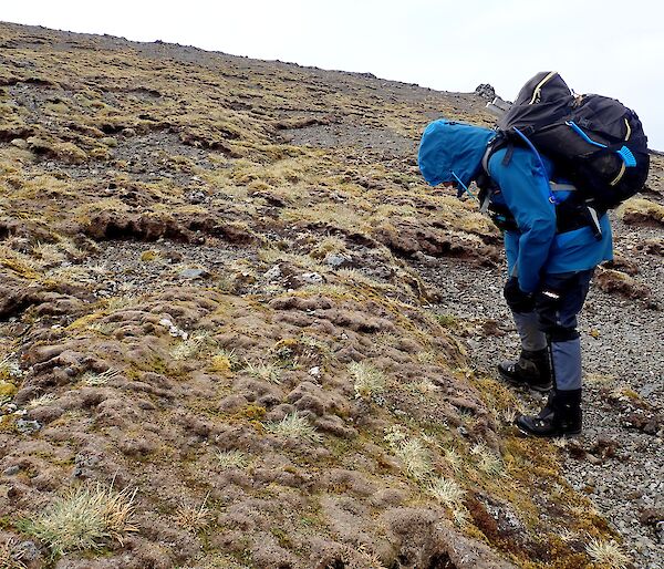 scientists looking at tundra on Macquarie Island