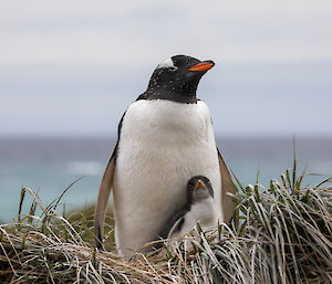 gentoo penguin chick with parent