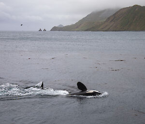 killer whale swimming close to shore