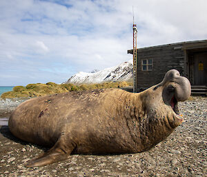 Large elephant seal in front of building