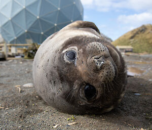 young seal looks directly into camera