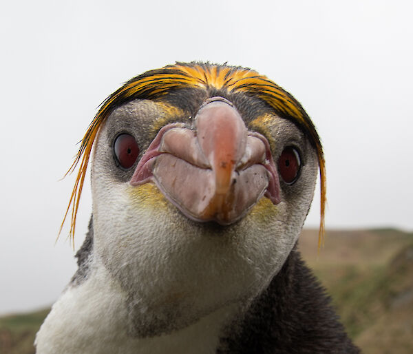 close-up of royal penguin looking directly at camera