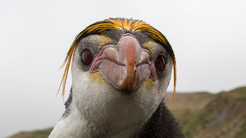 close-up of royal penguin looking directly at camera
