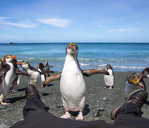 Royal penguins approach legs of photographer