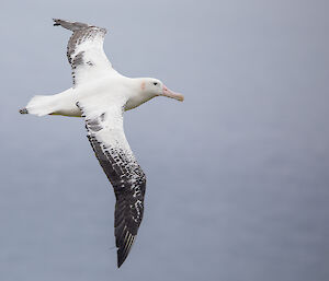 wandering albatross