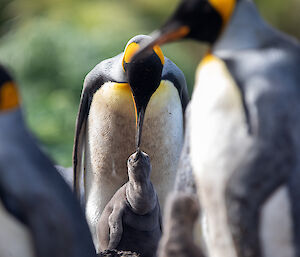 king penguin chick with adults