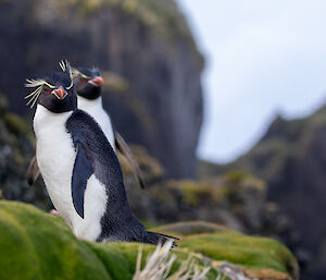 rockhopper penguins