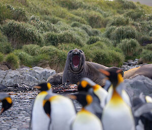 Elephant seal on a penguin beach