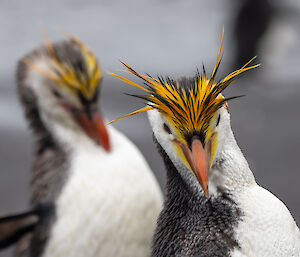 two penguins preening