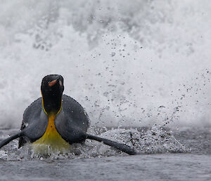king penguin in surf