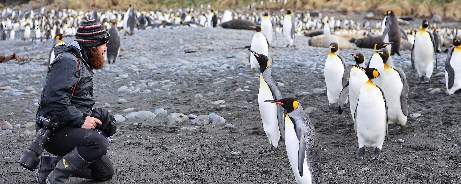 photographer with king penguins on grey sand beach