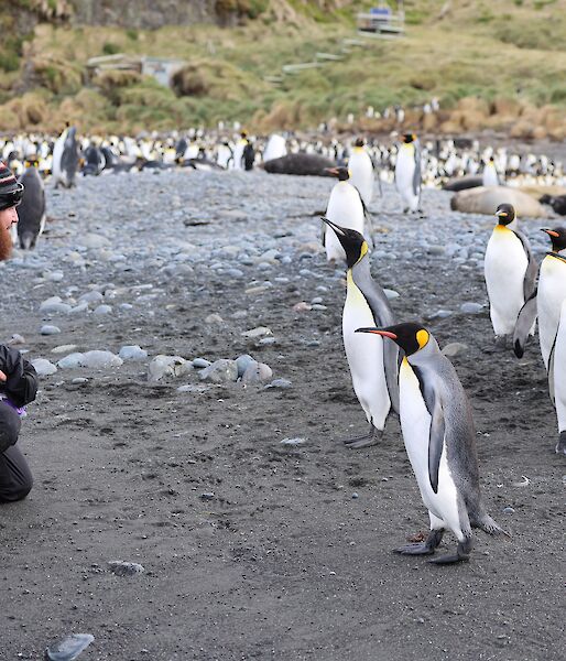 photographer with king penguins on grey sand beach