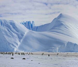 A panorama of large grounded icebergs with a penguin rookery in front of them