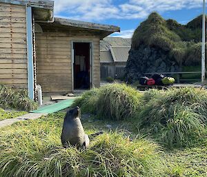 A fur seal sits in a tussock, in front of the Southern Aurora Donga Accomodation Building