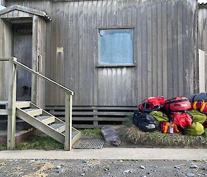 A brown accomodation shed with backpacks stacked at the side of the entry stairs.  A seal lies beside the bags napping.