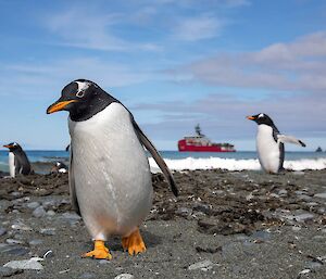A gentoo penguin walks towards the camera as L'astrolabe sails behind it