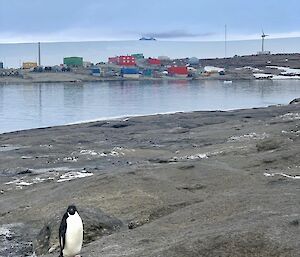 A solitary penguin stands a the shore line of a bay, on the rocks, looking to camera