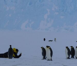 An expeditioner lies face down on the ice as a group of emperor penguins approach to check him out