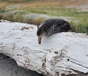 Old seabird on tree trunk