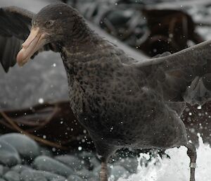 banded seabird walks in surf on rocky beach