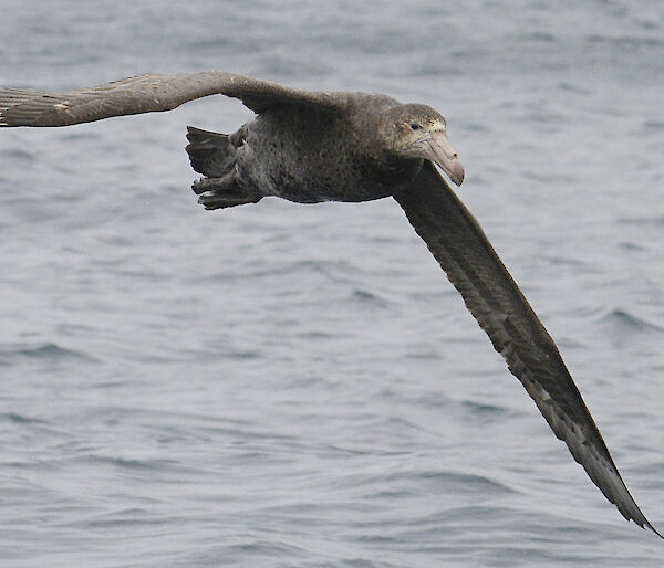 large seabird in flight over ocean