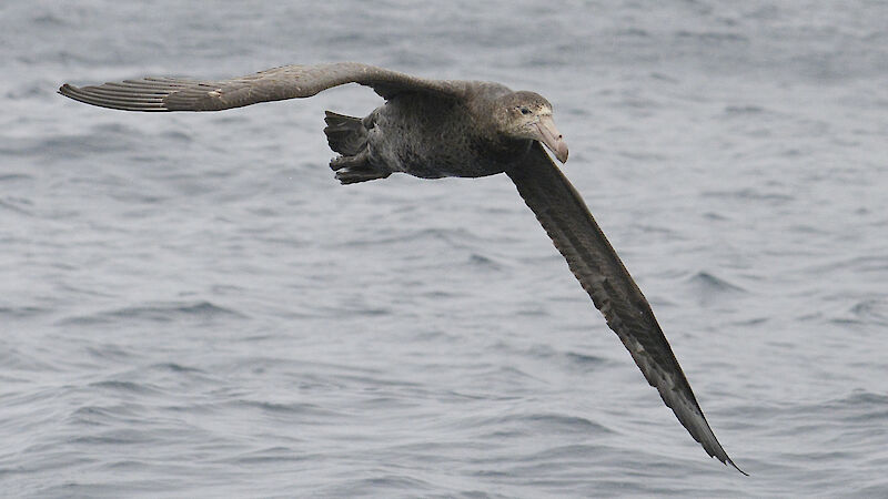 large seabird in flight over ocean