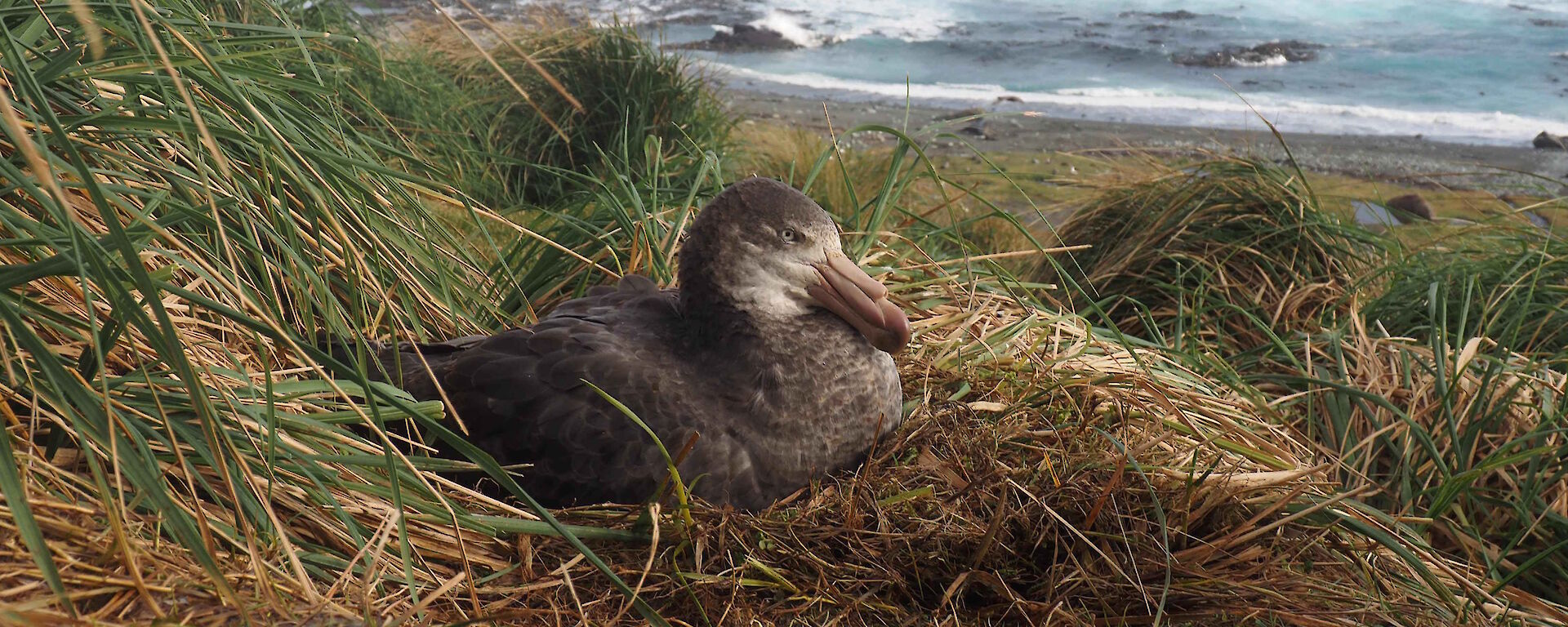 seabird sitting on nest on cliff overlooking surf